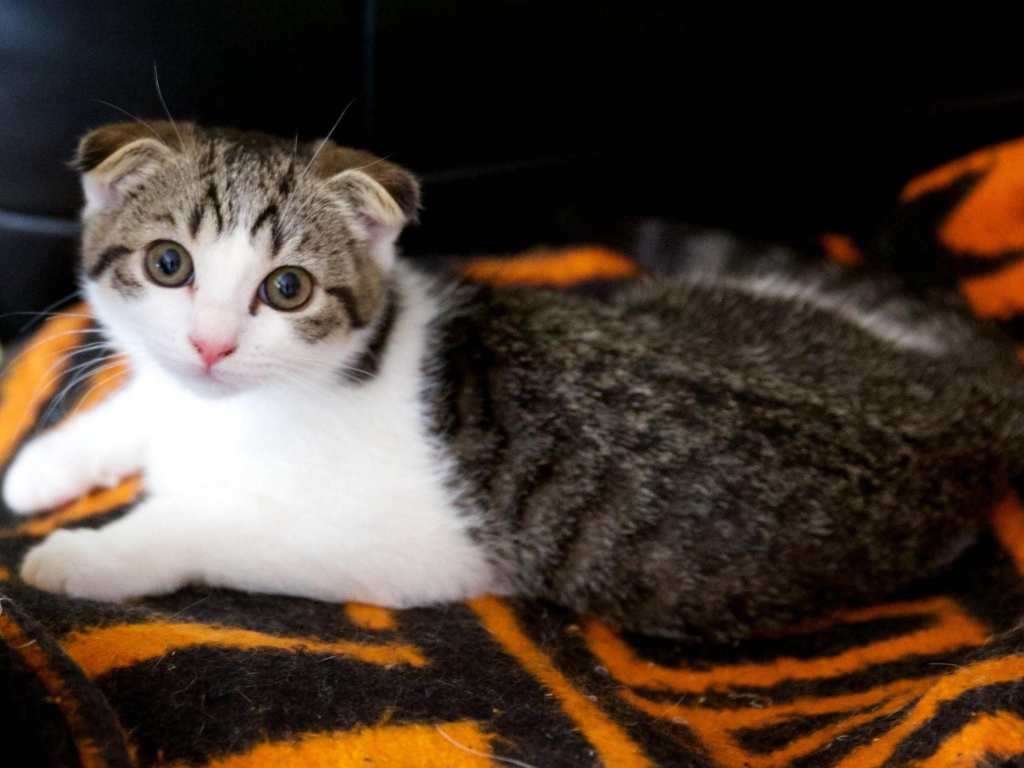 Шотландский вислоухий кот на покрывале