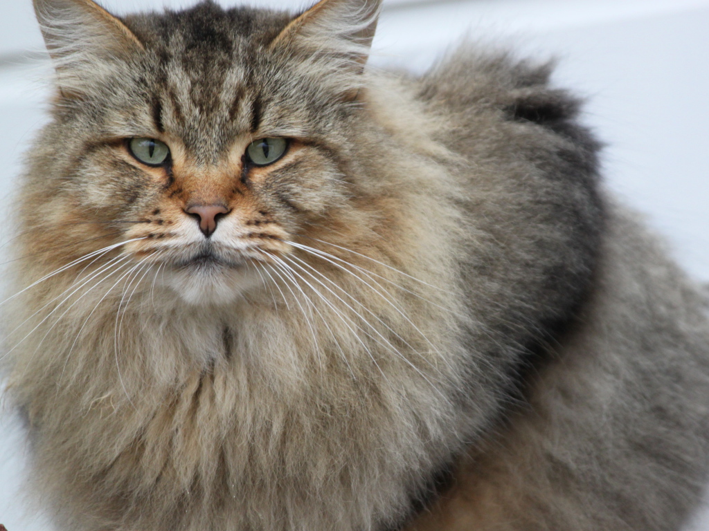 Взрослый серьёзный кот мейн-кун