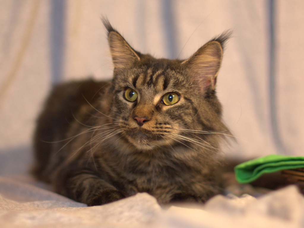 Серьёзный кот мейн-кун