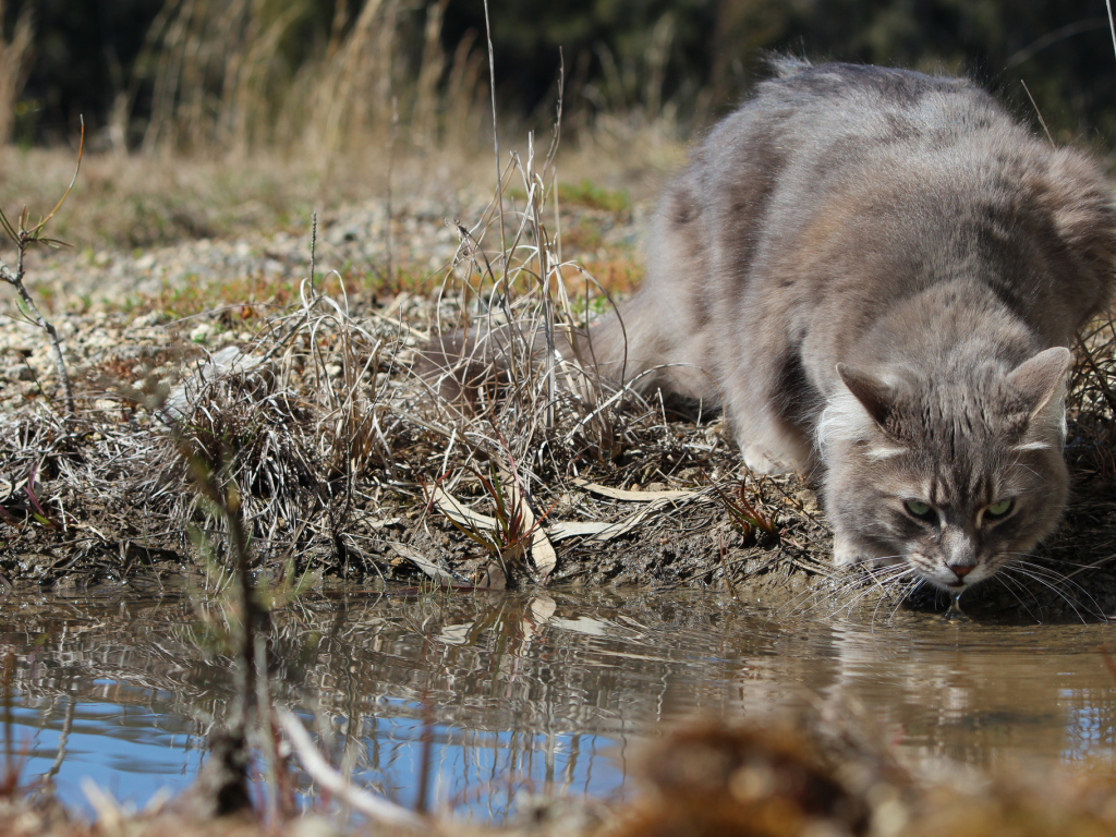 Серьёзный серый кот пьёт воду