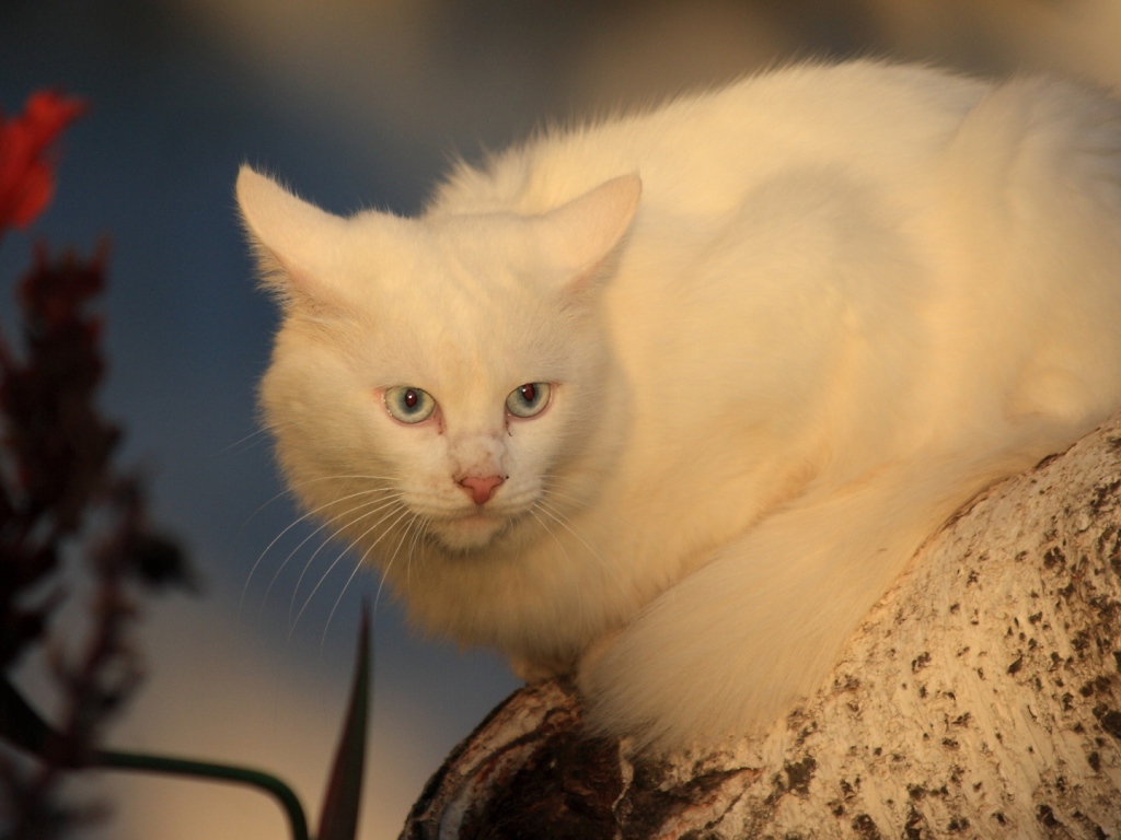 Серьёзный белый кот на дереве