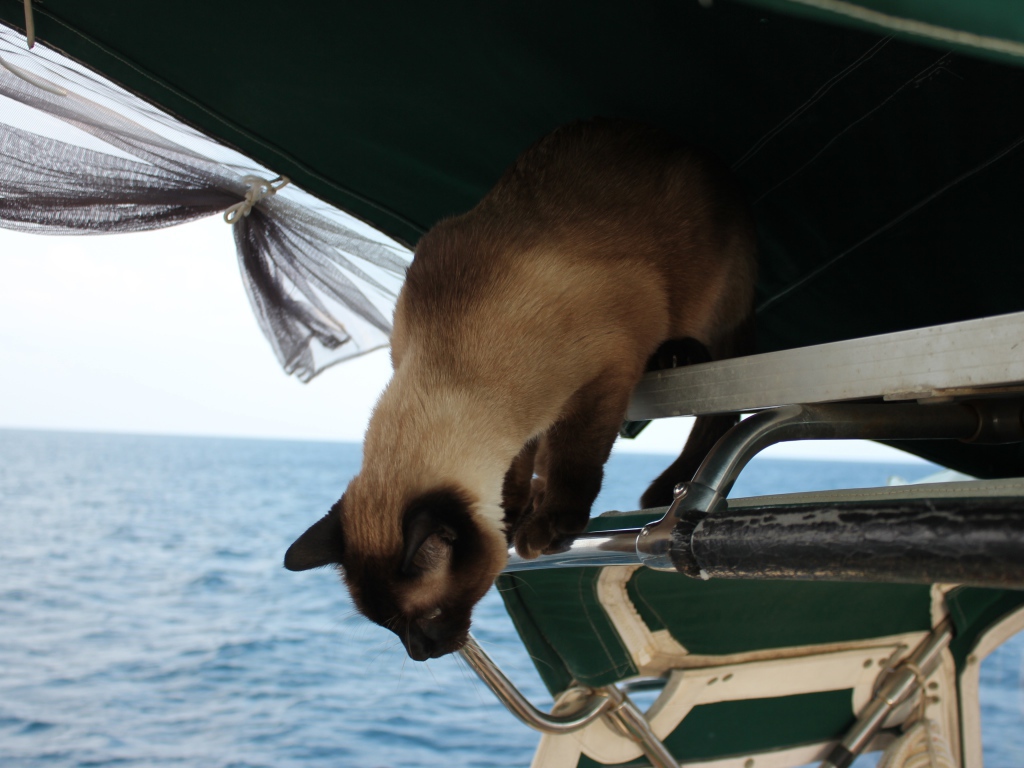 Сиамский кот собирается прыгать