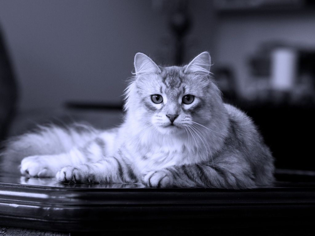 Сибирский кот лежит на столе