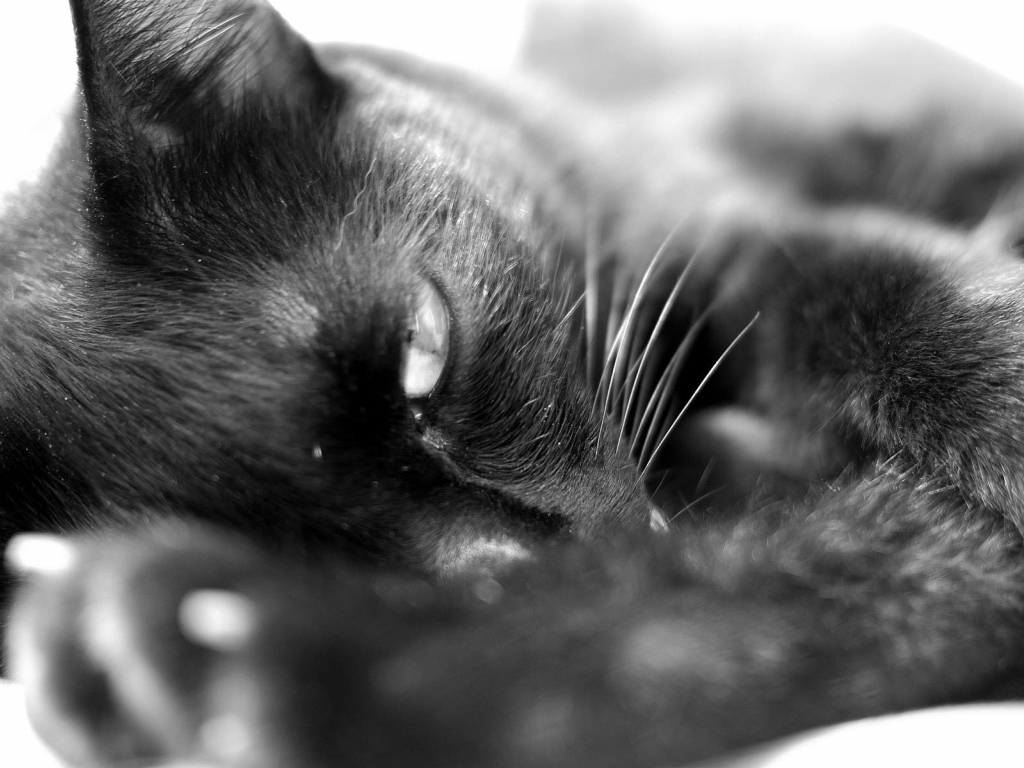 Сонный чёрный кот