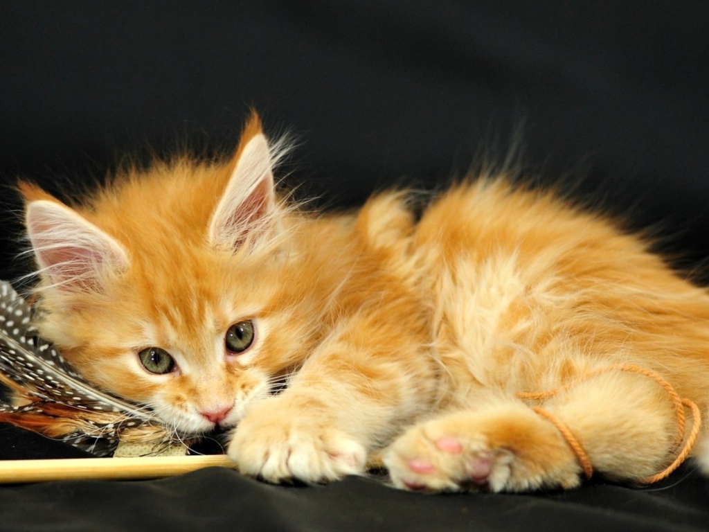 Маленький красивый рыжий кот и перо