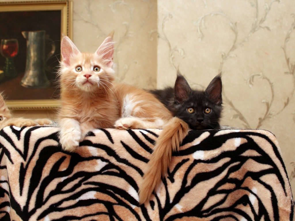 Маленькие коты мейн-кун куда-то смотрят лёжа на кровати