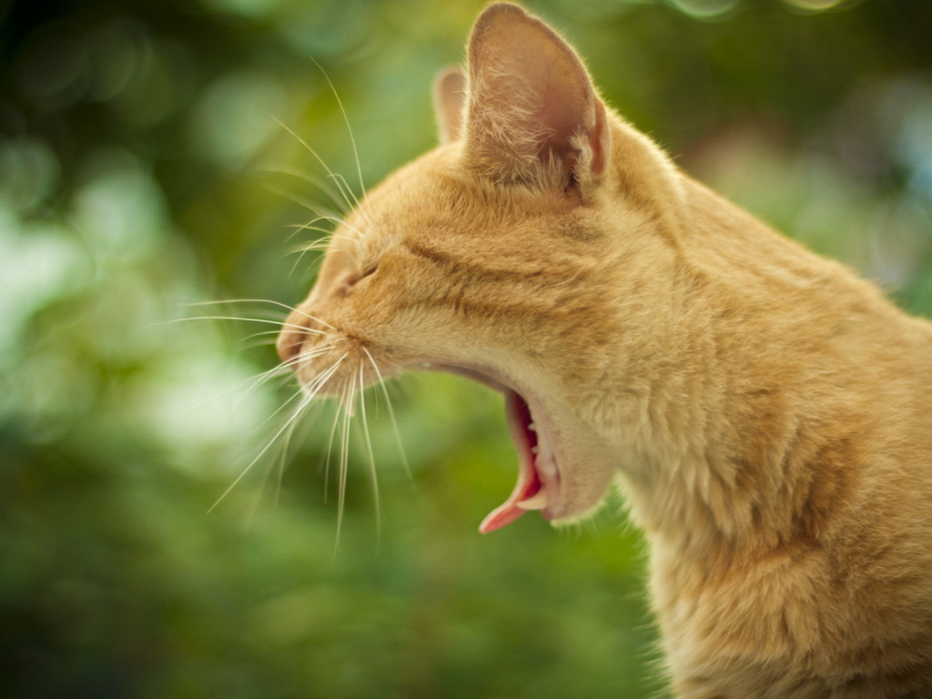 Маленький рыжий кот зевает