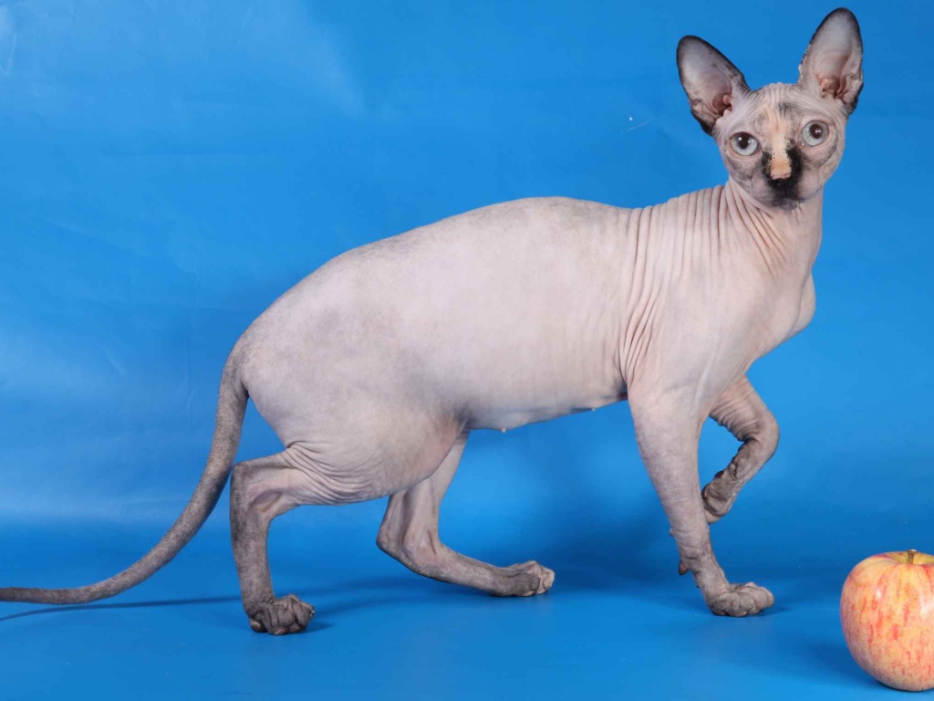 Кот сфинкс и яблоко на голубом фоне