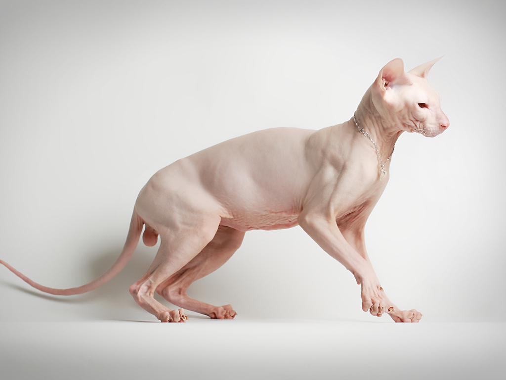 Кот сфинкс на белом фоне позирует