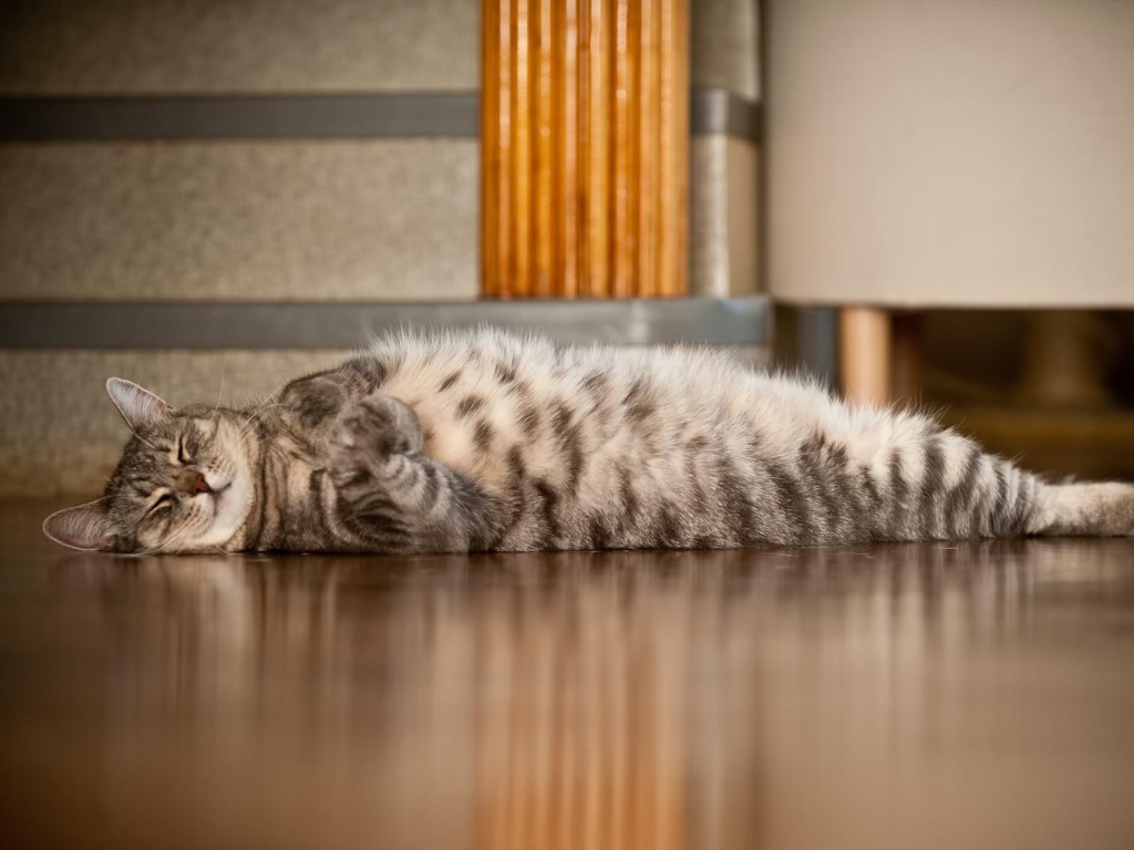 Полосатый кот развалился