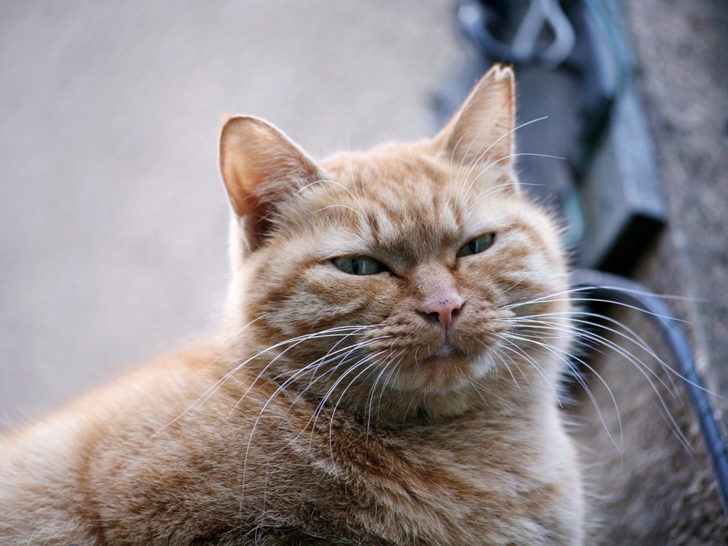 Толстый серый кот