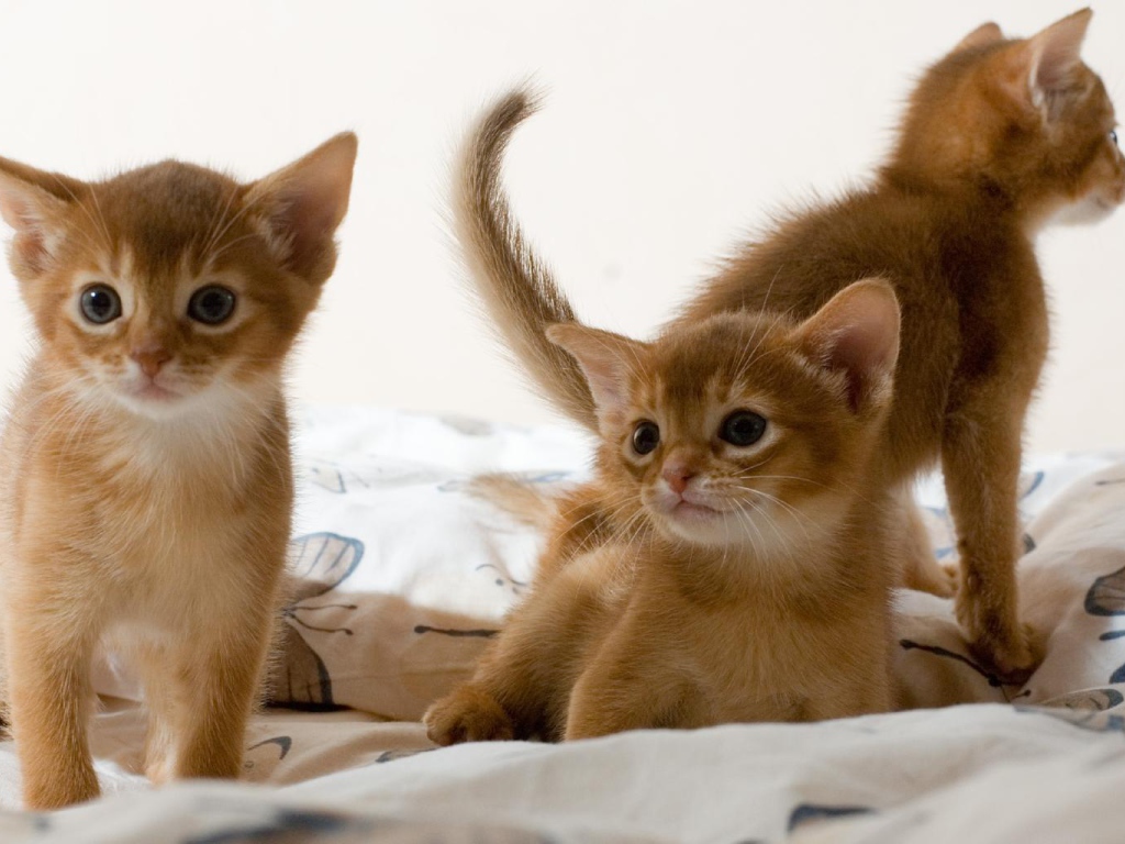 Три милых котенка