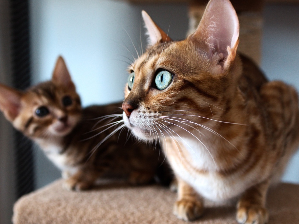 Два бенгальских кота