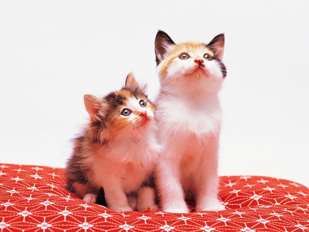 Два милых котенка