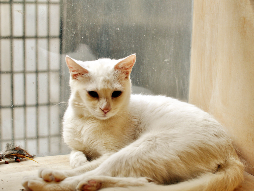 Белый кот грустит в дождливую погоду