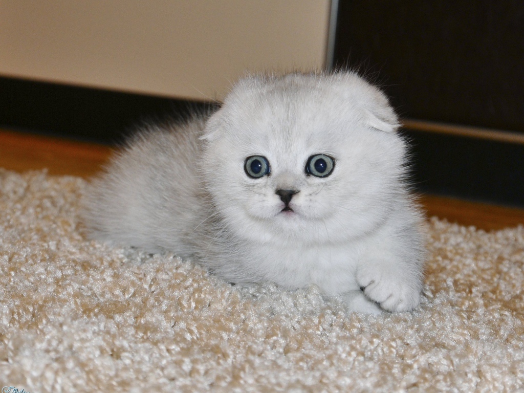 Белый маленький испуганный шотландский вислоухий кот