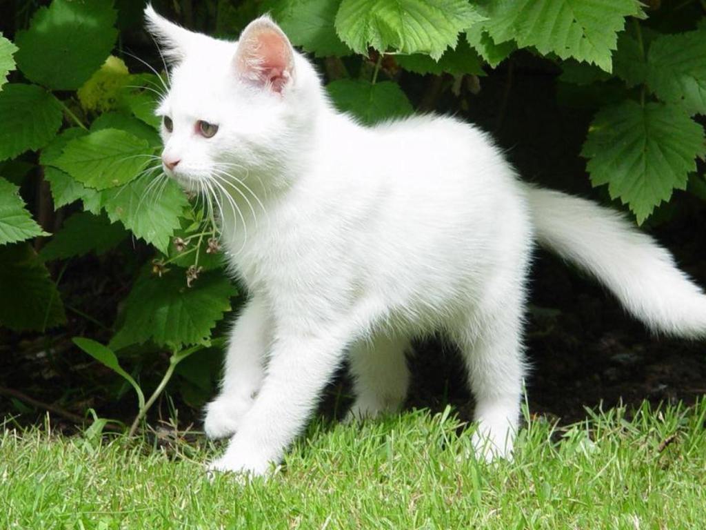 Белый молодой кот в кустах