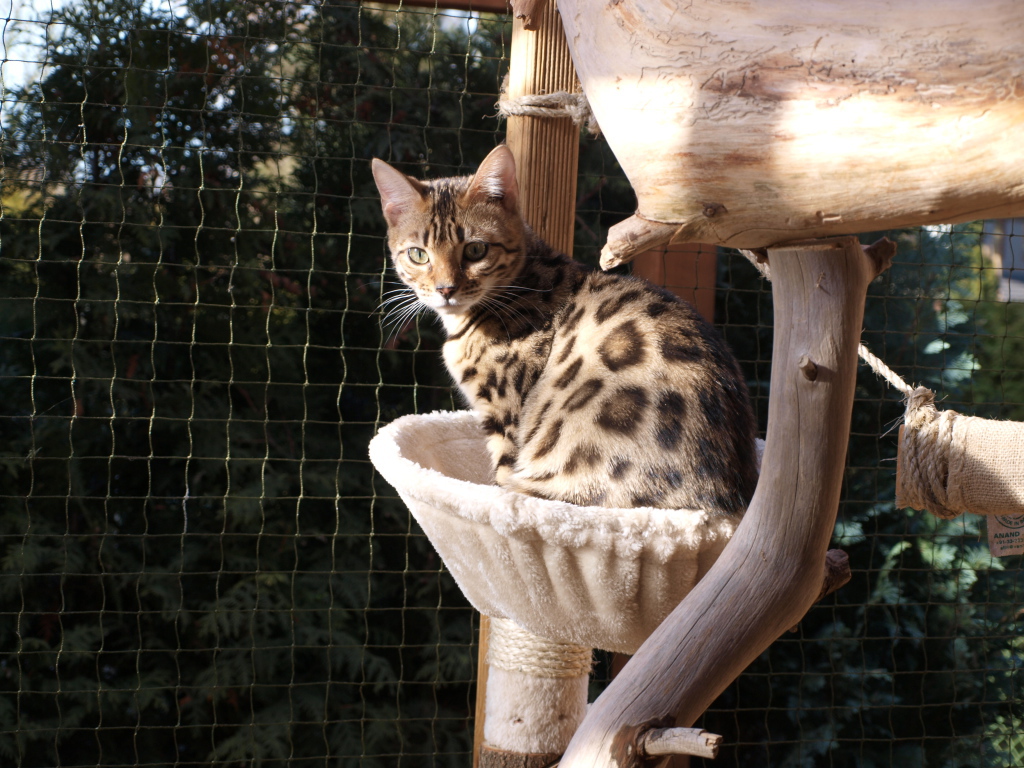 Молодой бенгальский кот