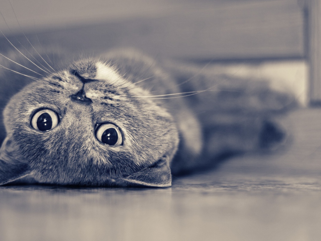 Красивый усатый кот развалился