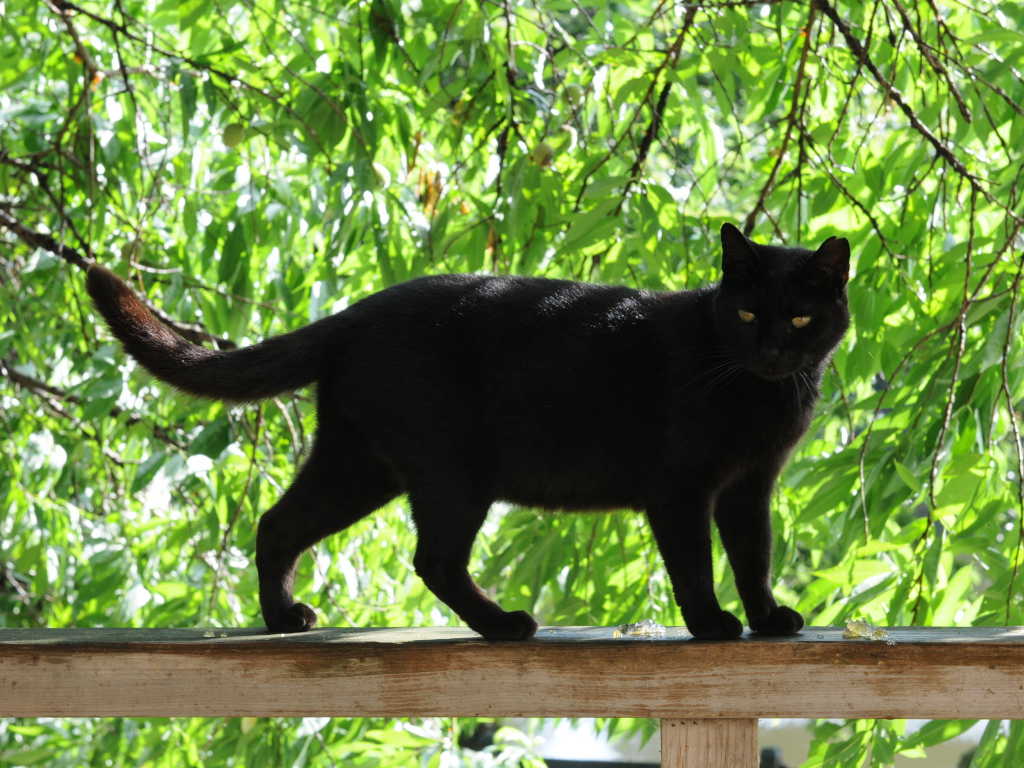 Чёрный кот на заборе под деревом