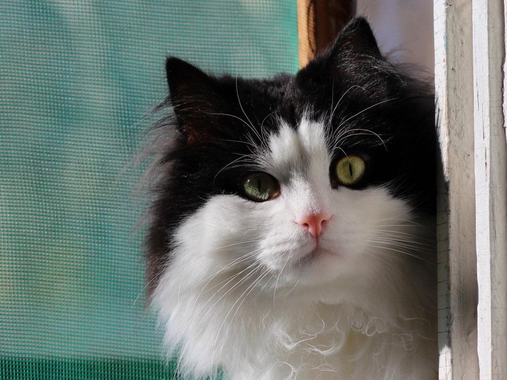 Маленький милый черно-белый кот