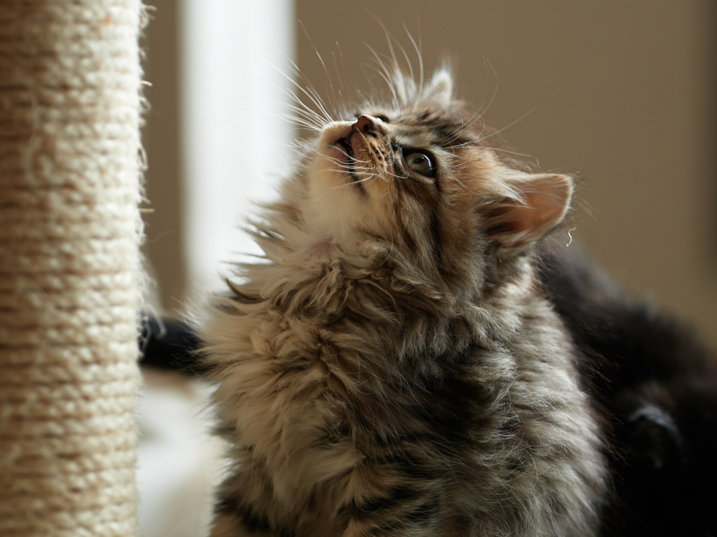 Пушистый милый кот