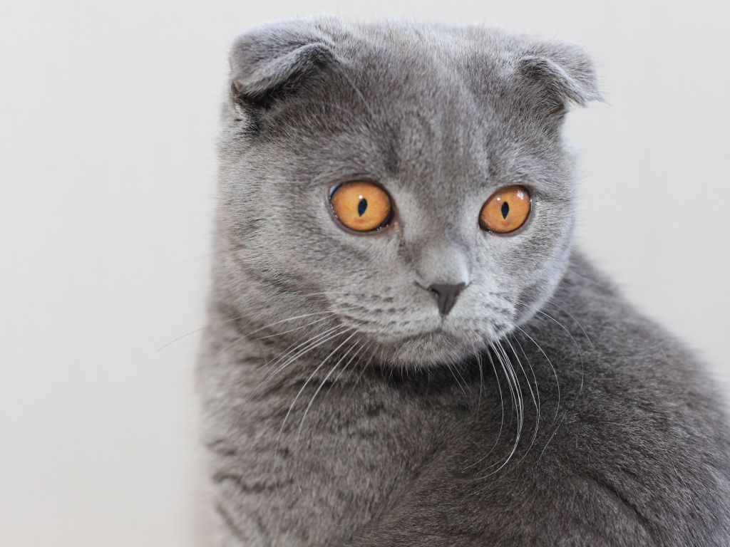 Серый шотландский вислоухий кот с большими карими глазами