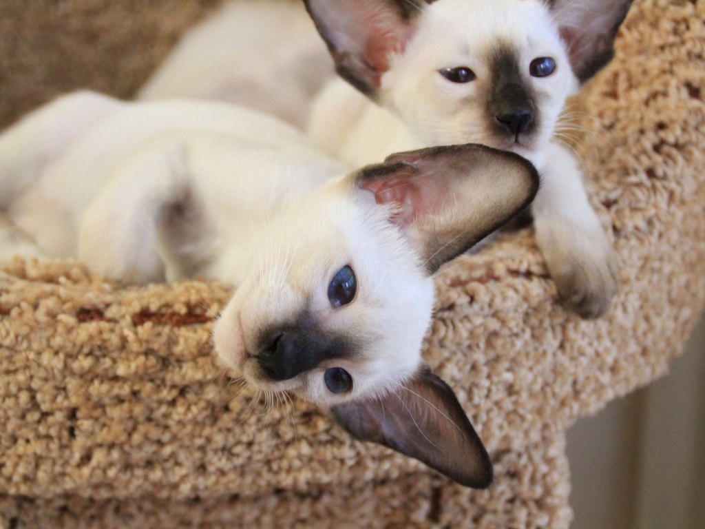 Маленькие сиамские коты отдыхают