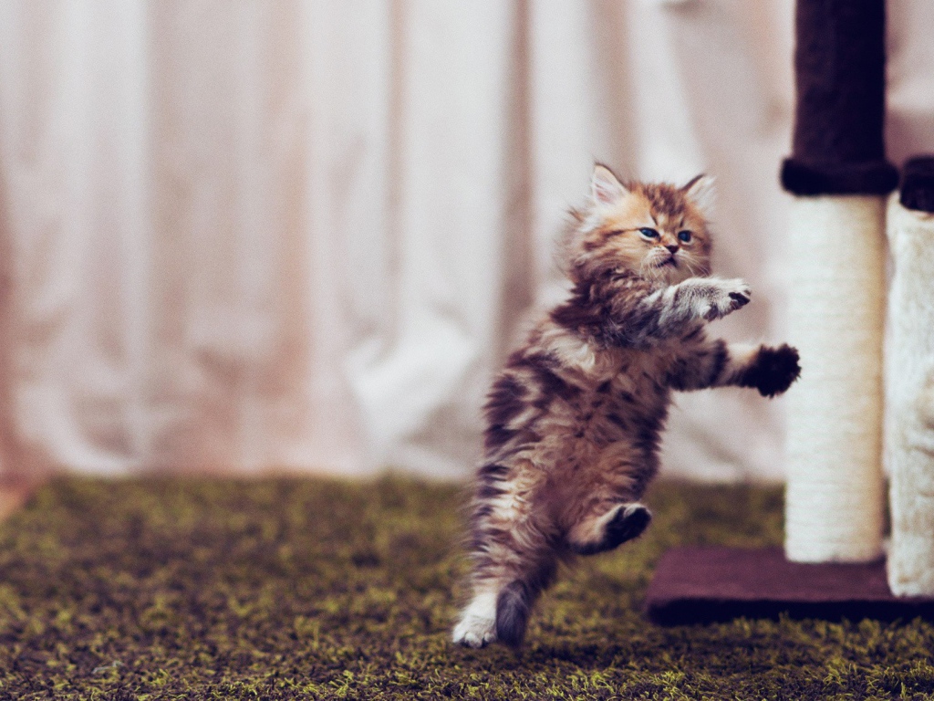 Маленький смешной кот в полёте