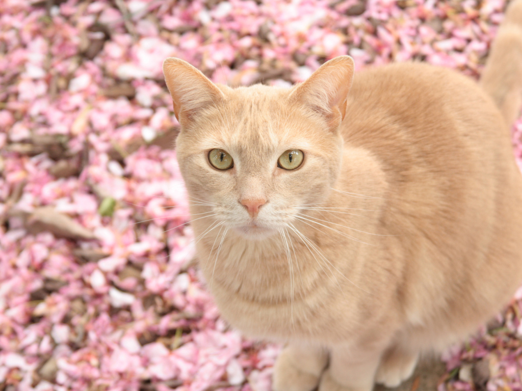 Рыжий кот в розовых цветах