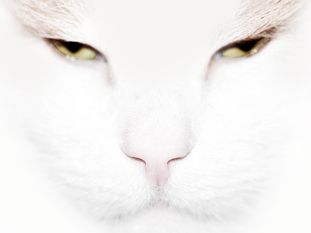 Серьёзный белый кот крупным планом