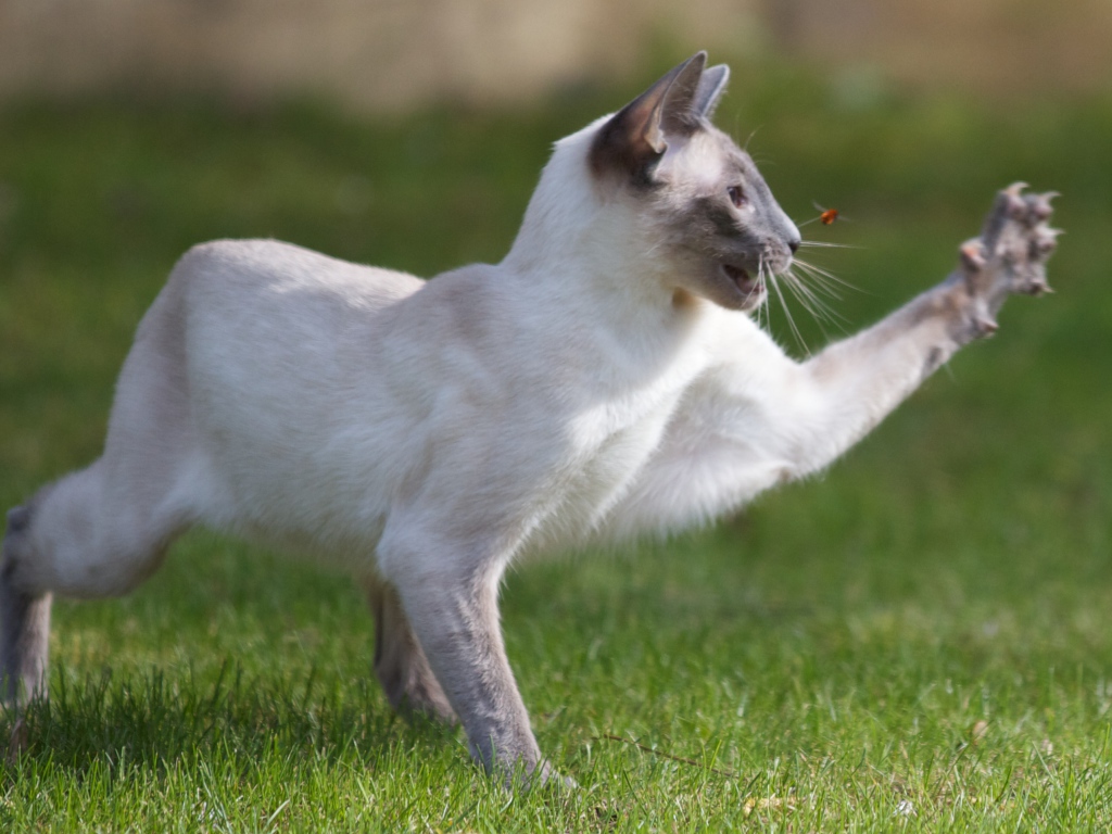 Сиамский кот охотится на насекомое