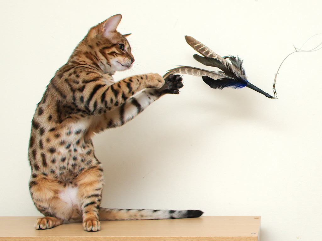 Молодой бенгальский кот играет