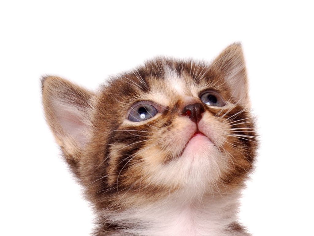 Кошкина морда