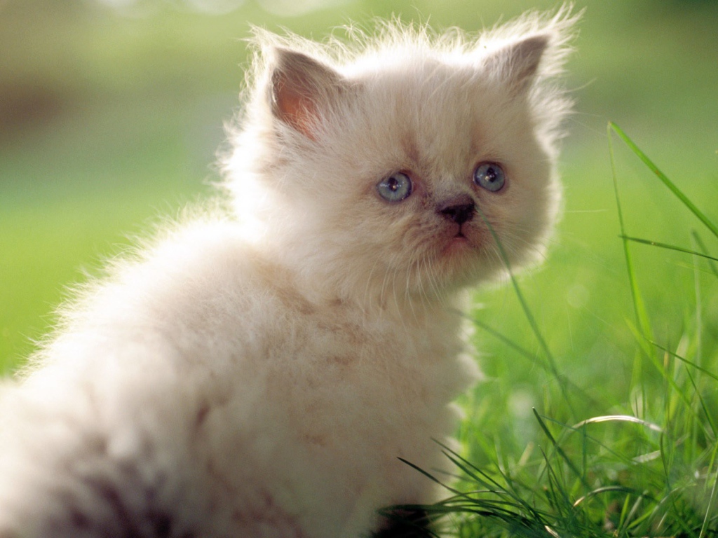 Грустный белый котенок