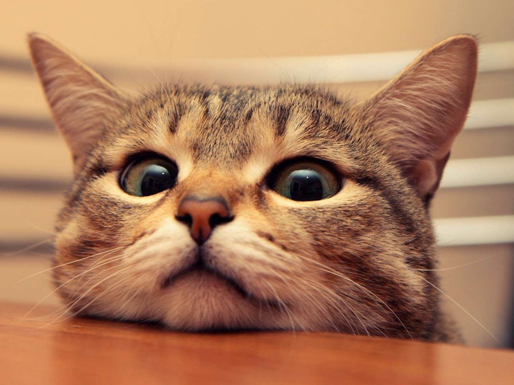 Любопытный кот