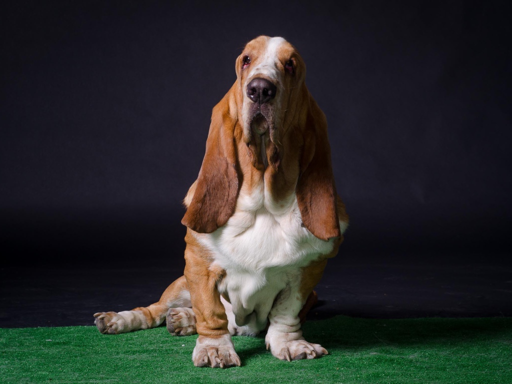 Взрослый бассет-хаунд позирует на тёмном фоне