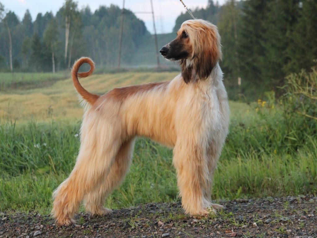 Adult beautiful Afghan hound