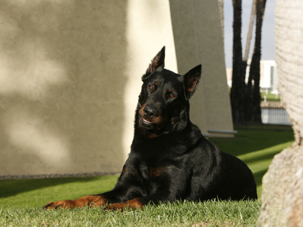 Взрослый красивый босерон лежит на газоне