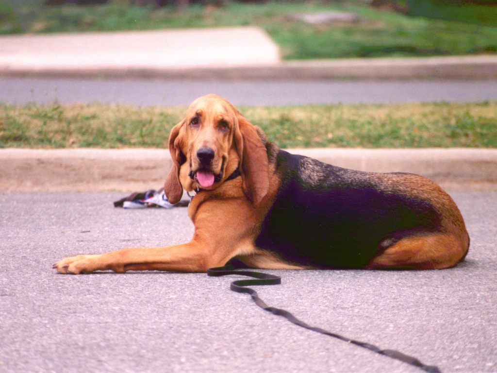 Взрослый бладхаунд лежит на дороге