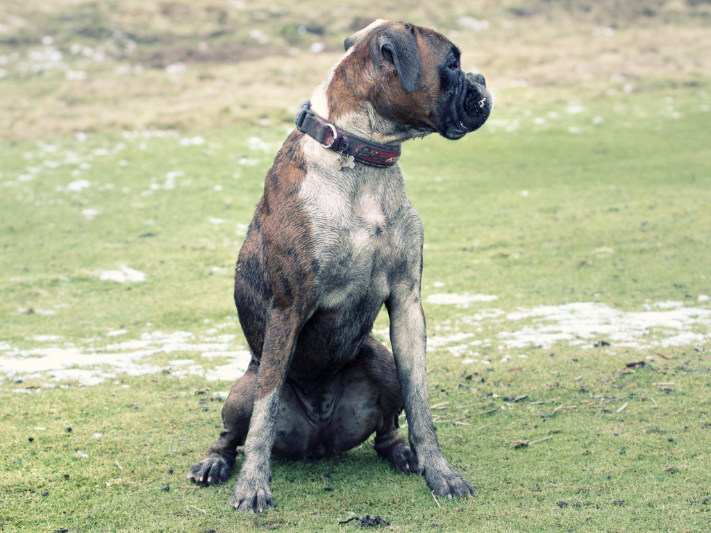 Взрослый боксёр сидит на поляне