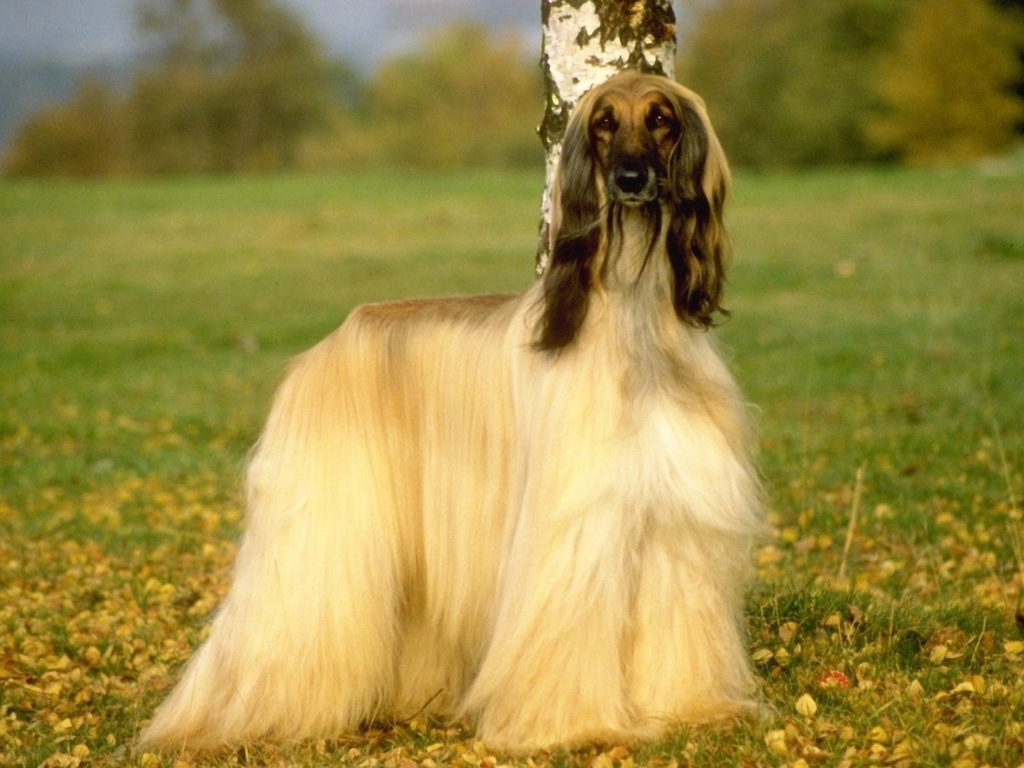 Афганская борзая на природе