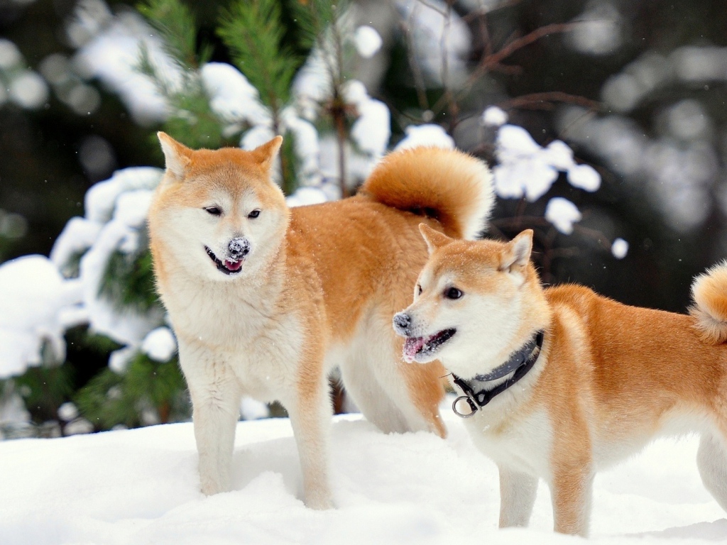 Akita Inu Dogs playing in the snow