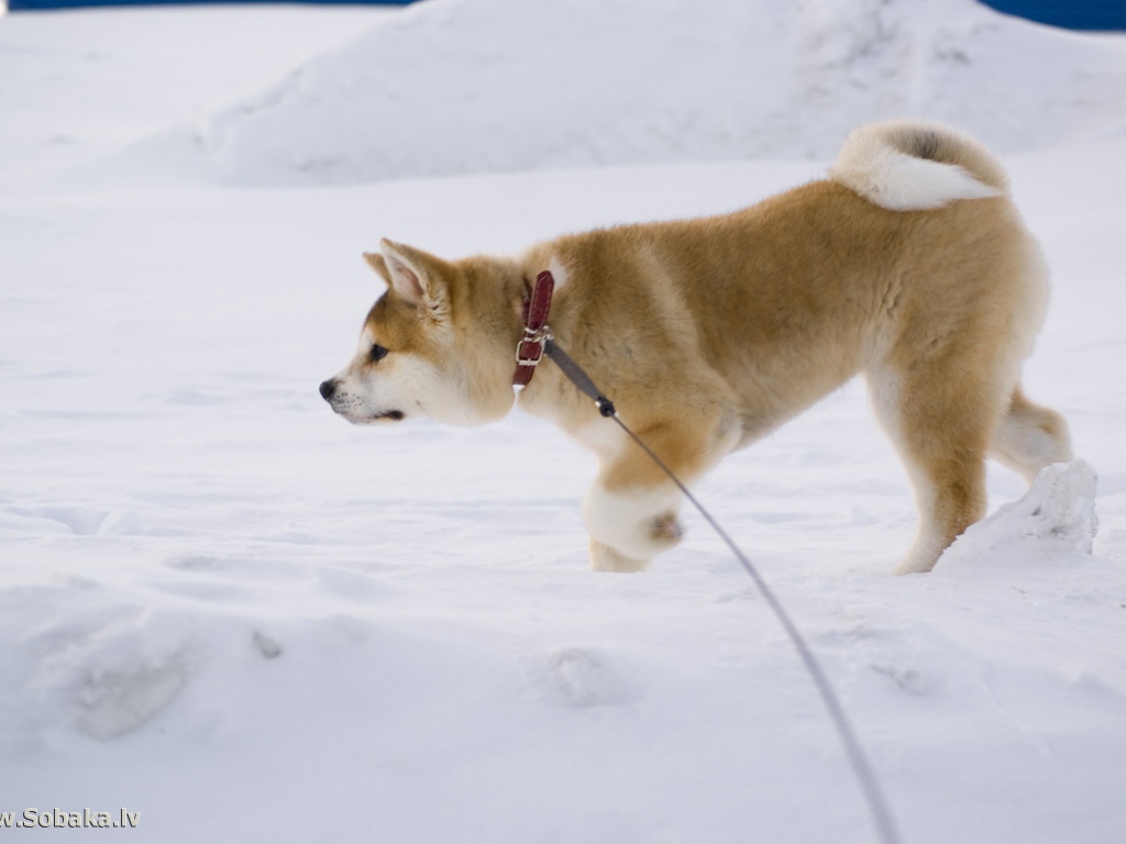 Акита-ину идёт по следу