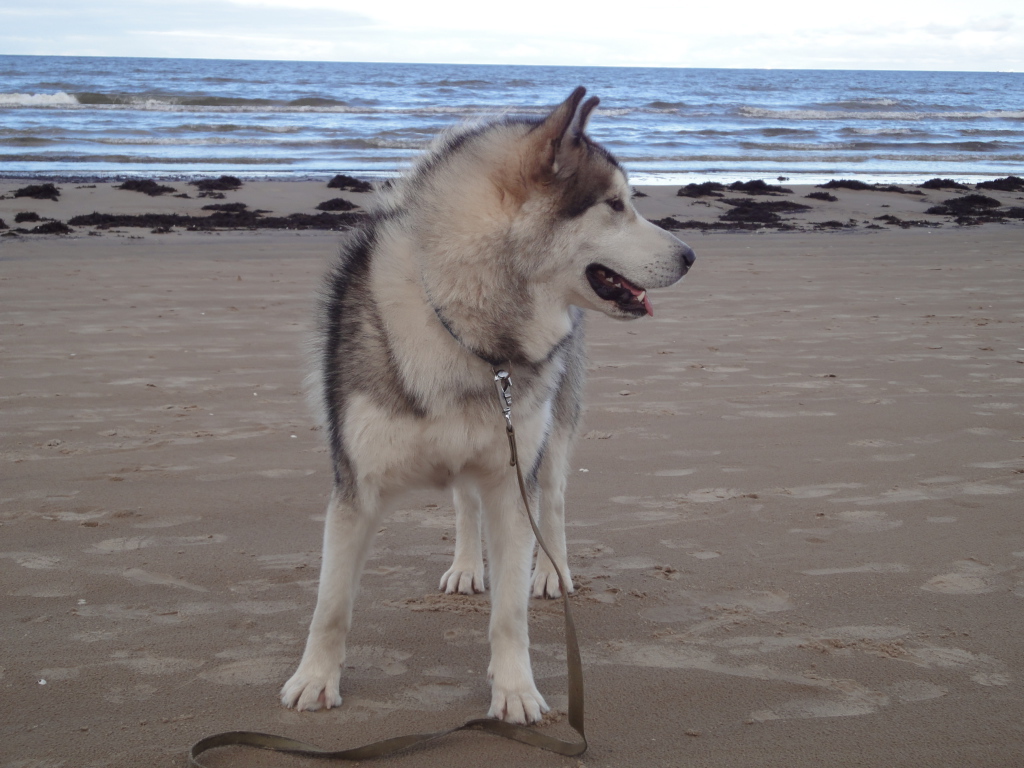 Аляскинский маламут на берегу моря