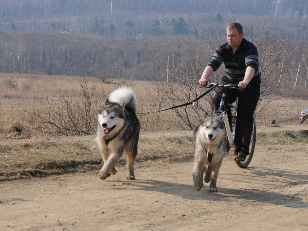 Аляскинские маламуты в летнем варианте упряжки