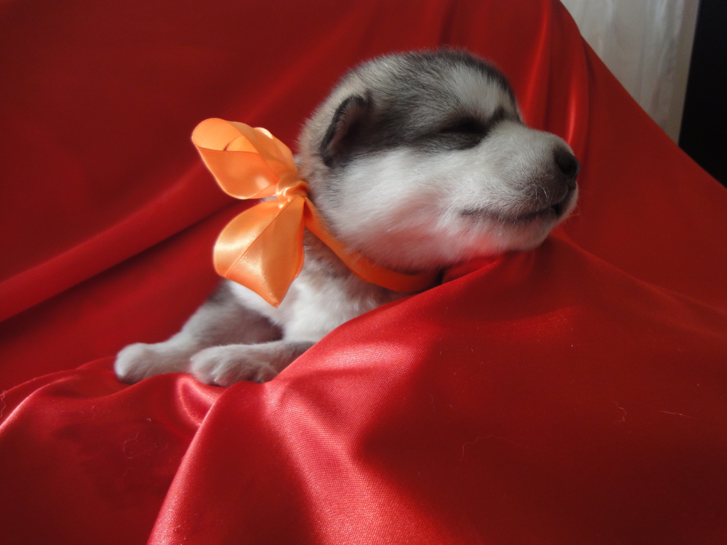 Щенок аляскинского маламута с бантом