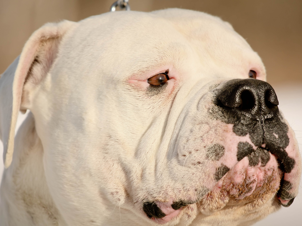 Американский бульдог крупным планом