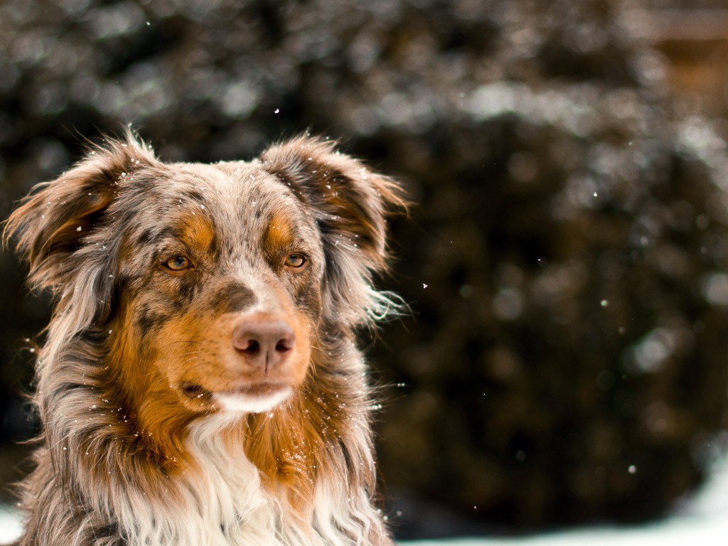 Австралийская овчарка зимой