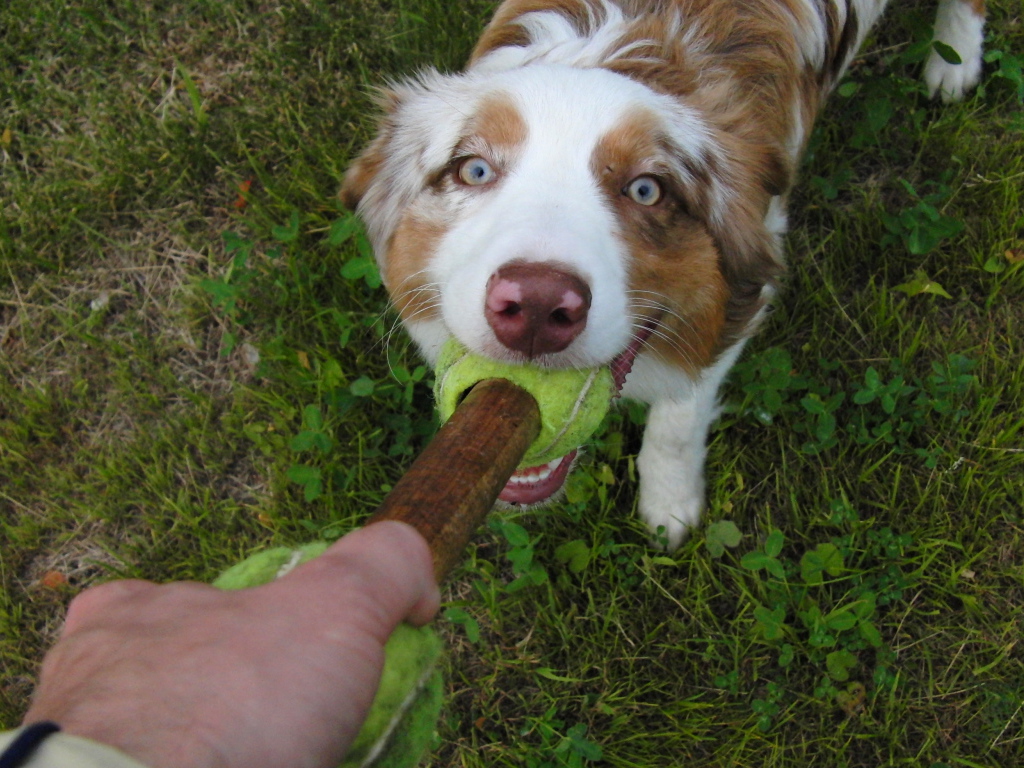 Австралийская овчарка играет с хозяином